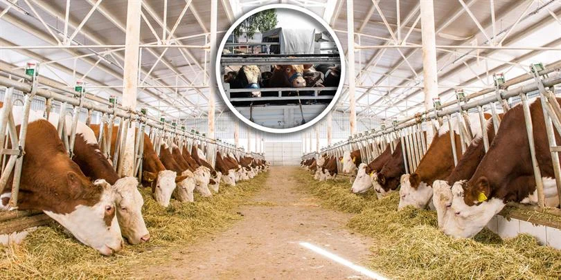 Kurbanlık Hayvan Sevklerinde Dikkat Edilecek Hususlar