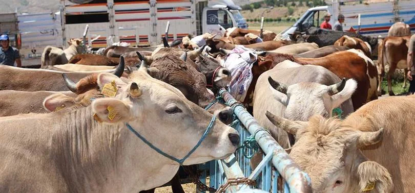Kurban alacaklar dikkat!…