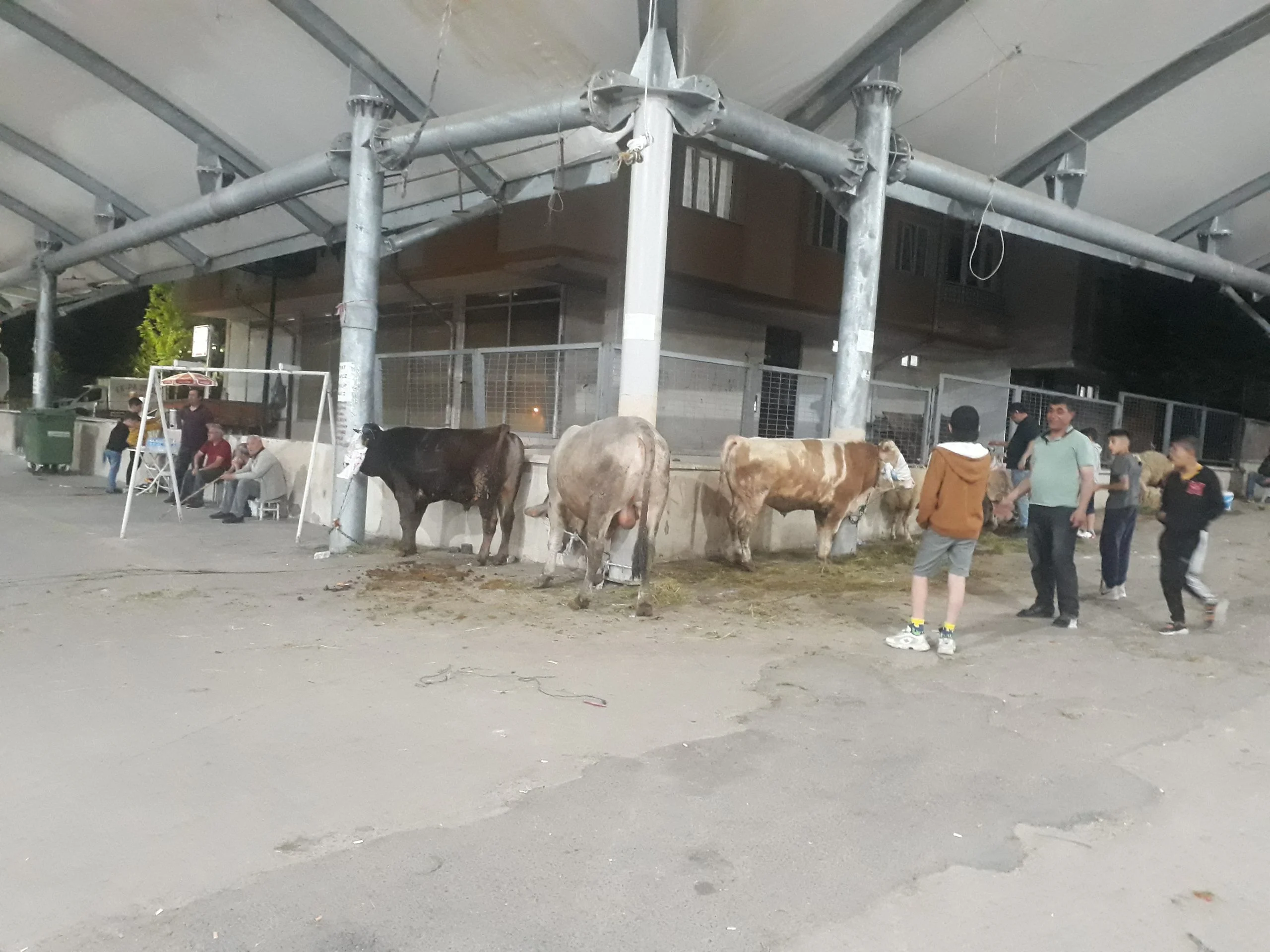 Kurbanlıklar kurban kesim yerlerine getirildi
