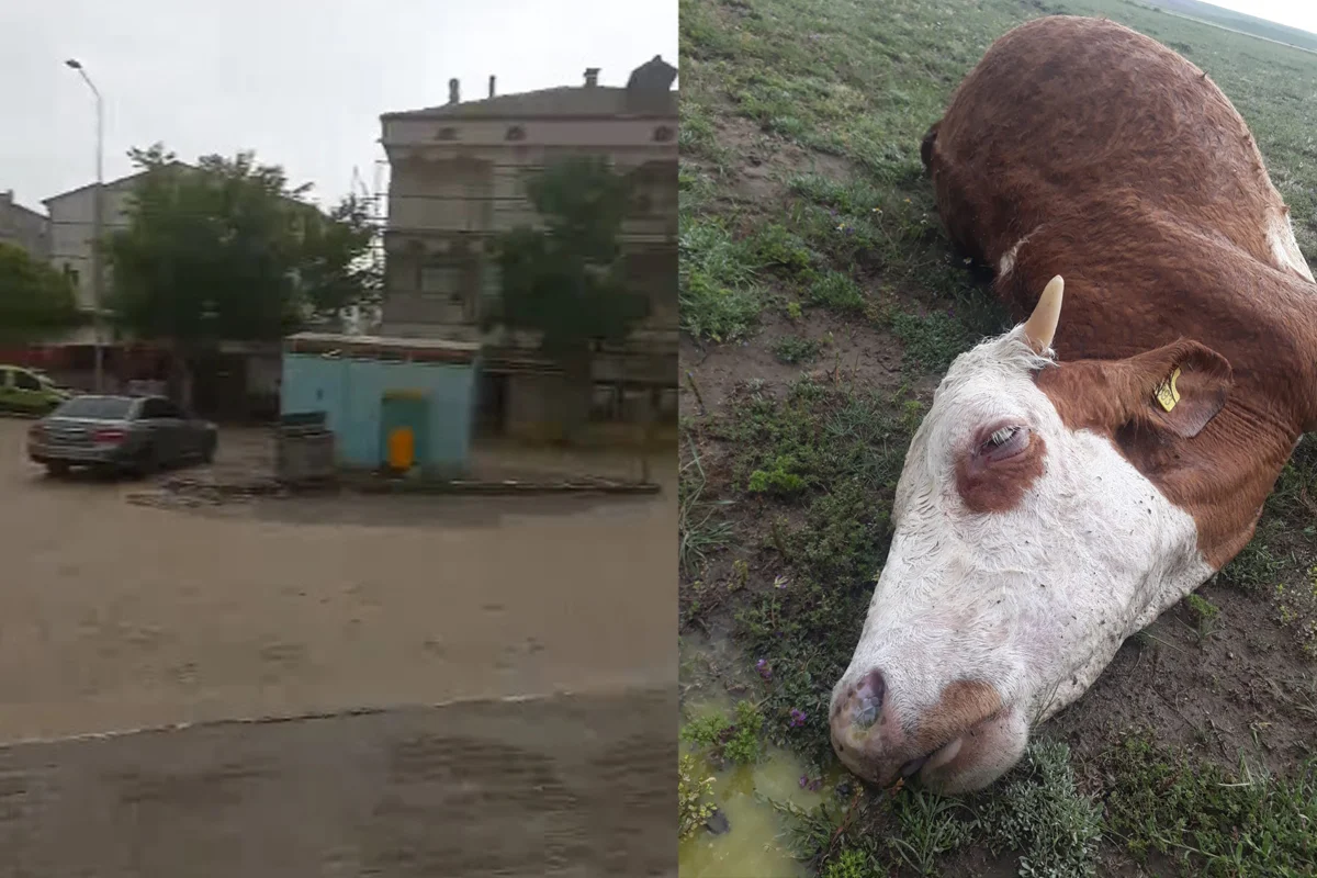 Yıldırım çarpması sonucu 1 inek telef oldu