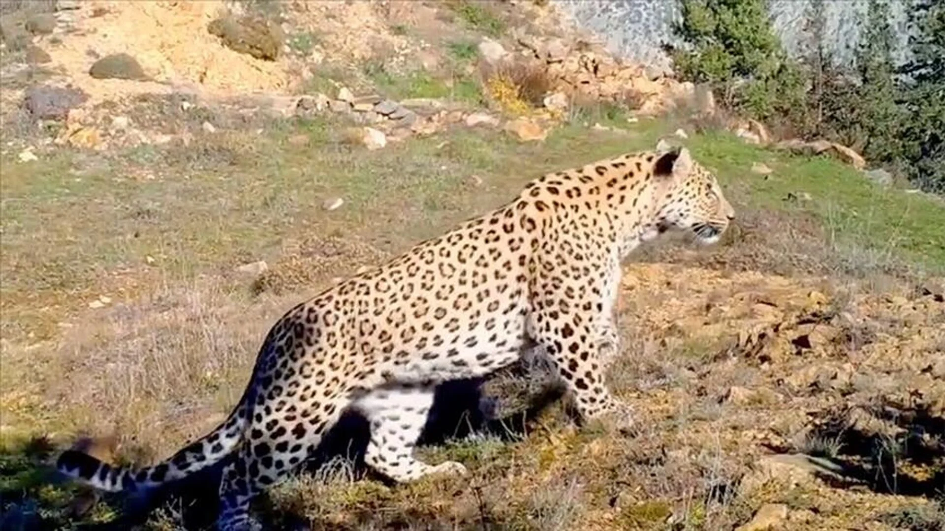 Geyik Leoparla savaşıyor. videoyu izle
