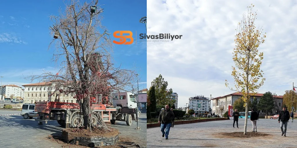 MEŞHUR ‘TEK AĞAÇ’ ASIRLIK ÇINAR İLE DEĞİŞTİRİLDİ…