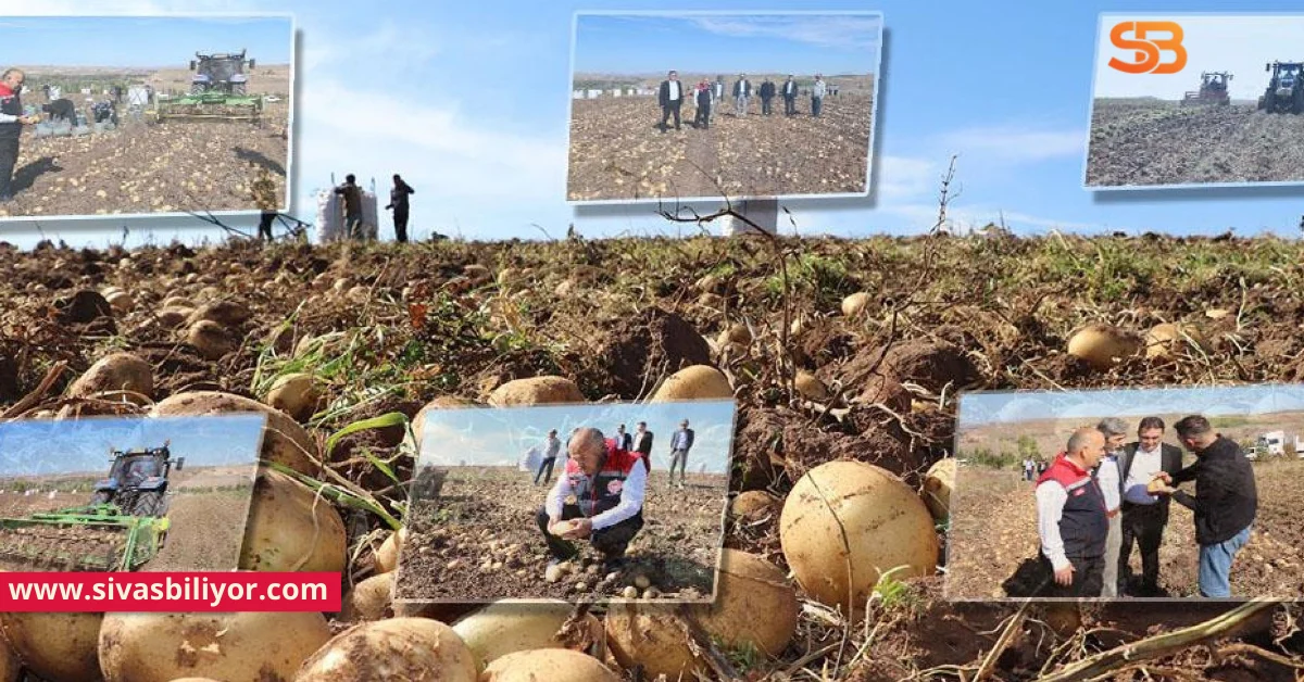 Sivas’ta “Patates Hasadı Tarla Günü” Coşkuyla Gerçekleştirildi