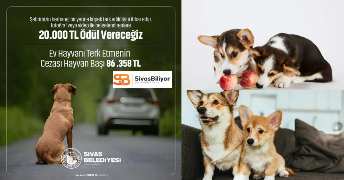 Evcil Hayvanını Sokağa Bırakanlara Büyük Ceza!