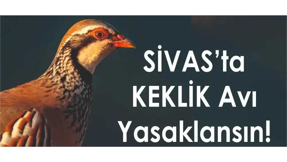 KEKLİK AVI YASAKLANSIN! DOĞADAKİ DENGE BOZULDU