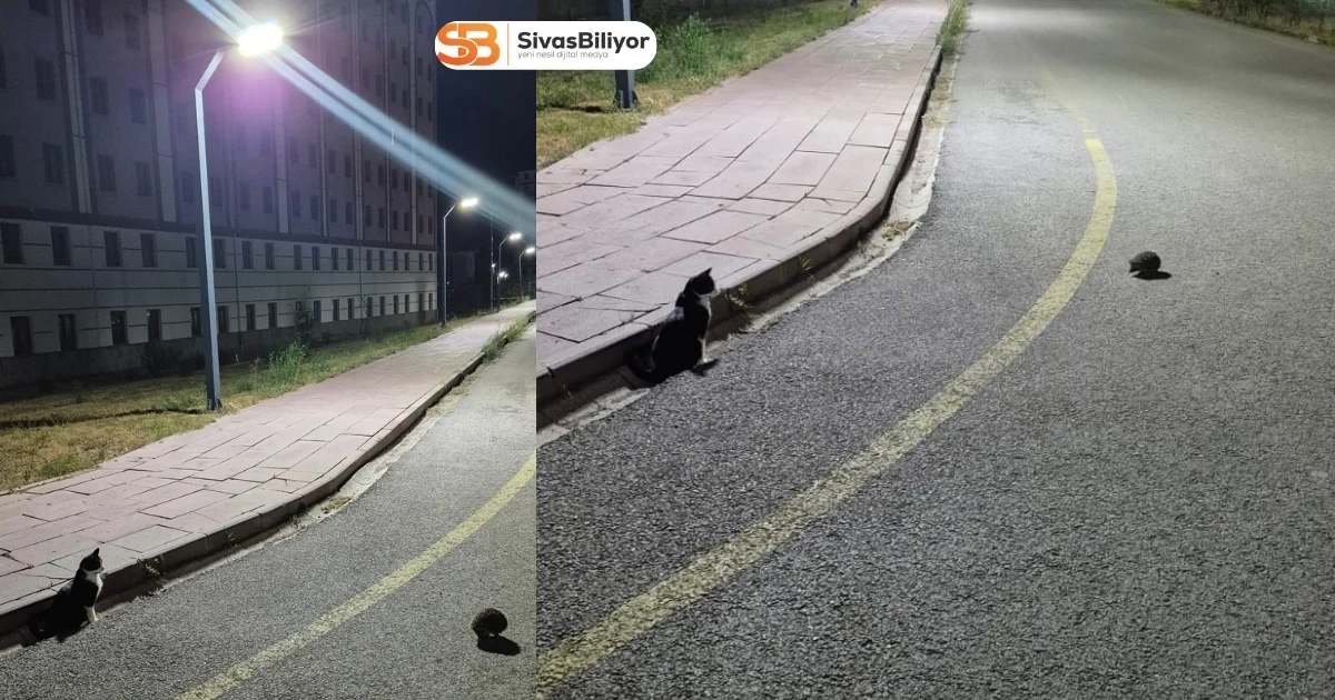 CÜ YERLEŞKESİNDE SIRA DIŞI DOSTLUK: KEDİ VE KİRPİ AYNI KAREDE
